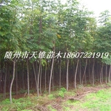 黄山栾树米径4公分苗
